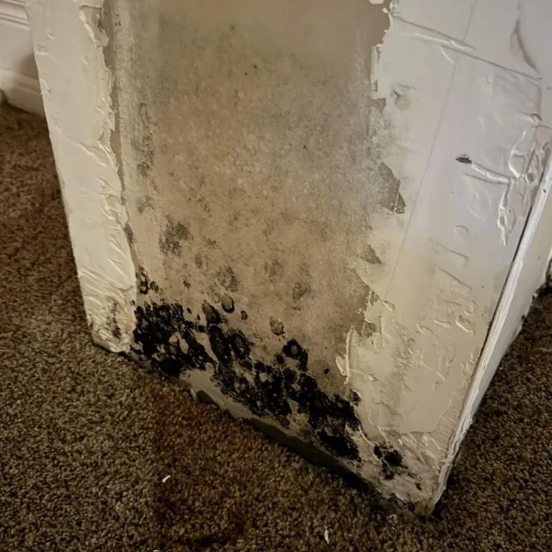 Professional Mold Removal in Shannon Hills, AR